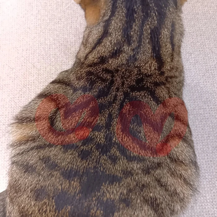 画像2265