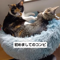 画像2275