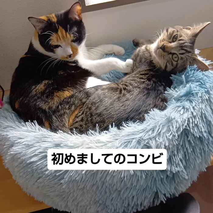 画像2275