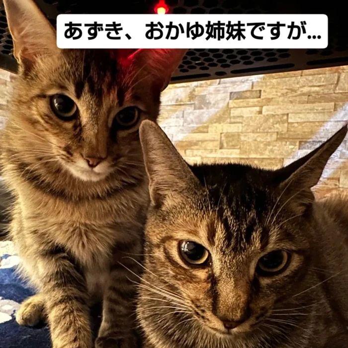 画像2450