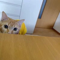 画像2494