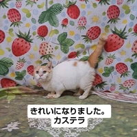 画像2523