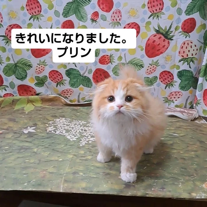 画像2524