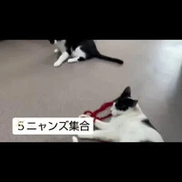 画像255