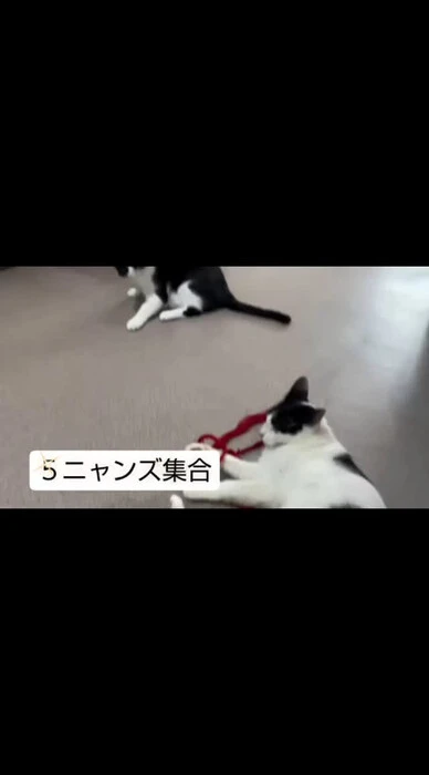 画像255