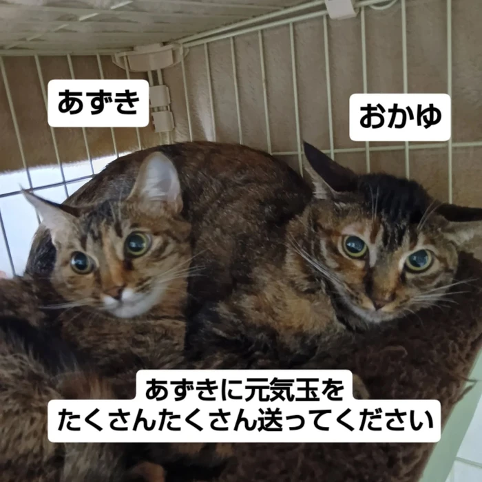 画像2682