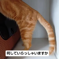 画像2742