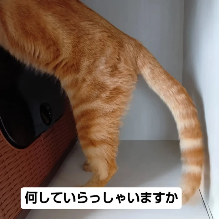 画像2742