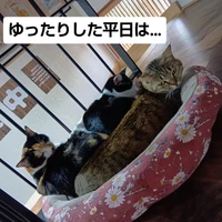 画像2775