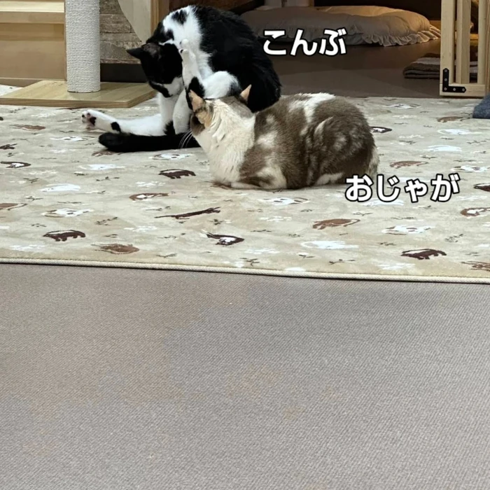 画像2818