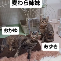 画像2841