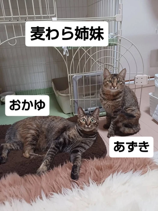 画像2841