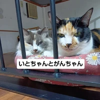 画像2943