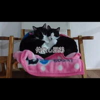 画像296