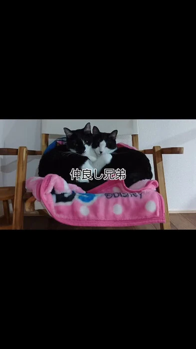 画像296