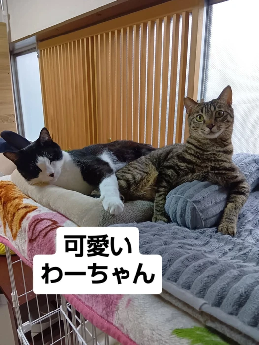 画像2989