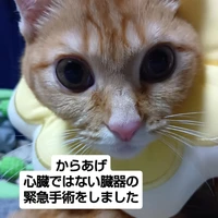 画像2996
