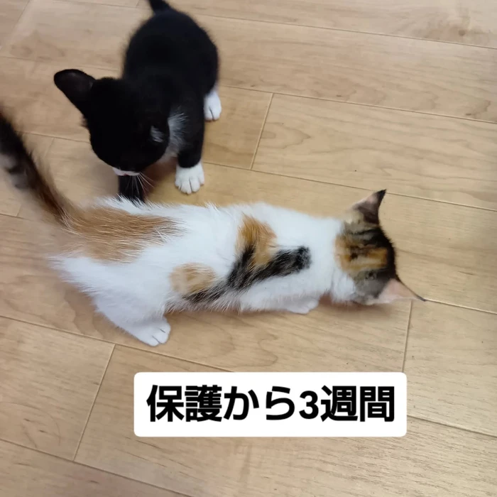 画像3087