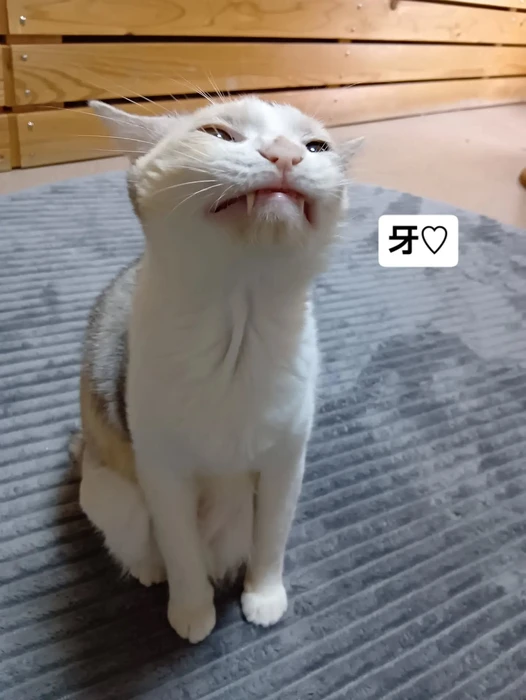 画像3358
