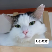 画像3393
