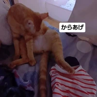 画像3514