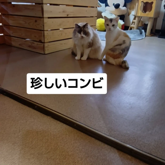 画像3533