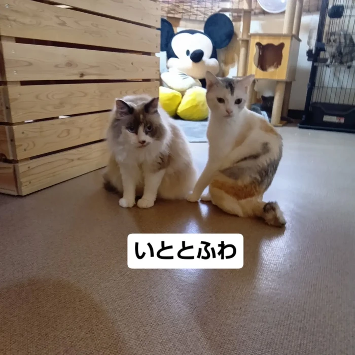 画像3534