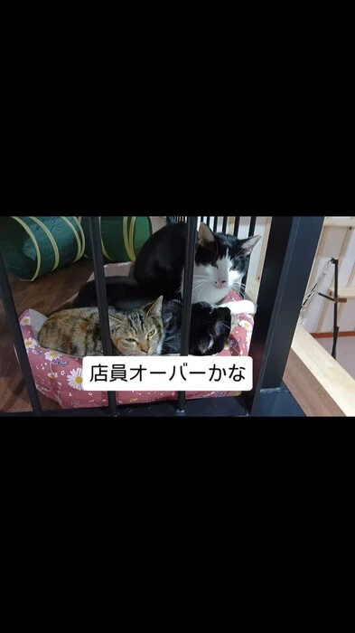 画像403