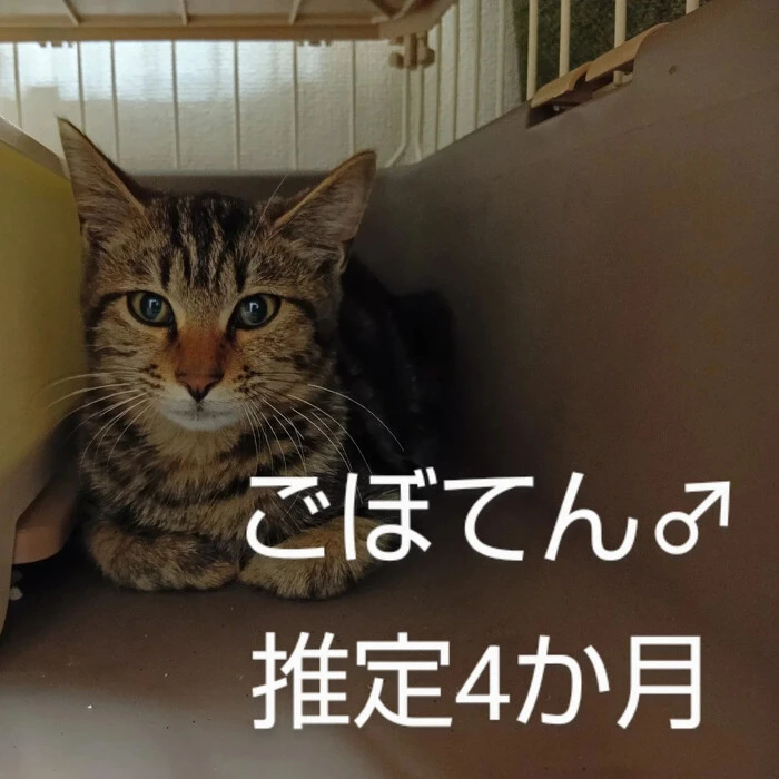 画像411