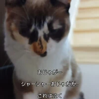 画像438