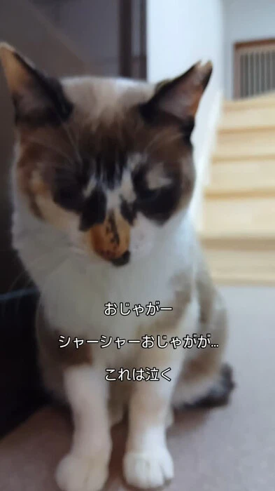画像438
