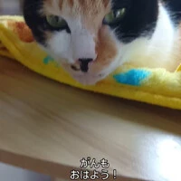 画像442