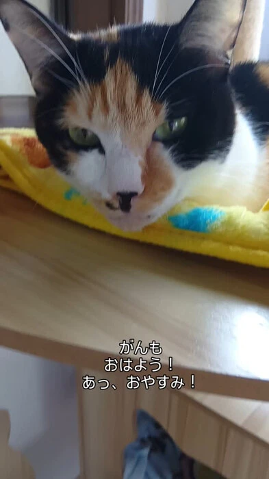 画像442