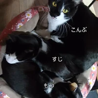 画像452