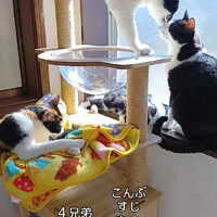 画像466