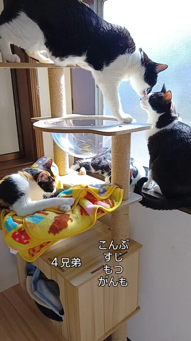 画像466