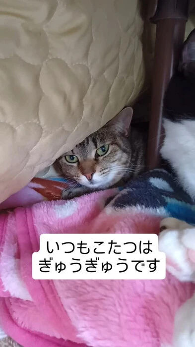画像519