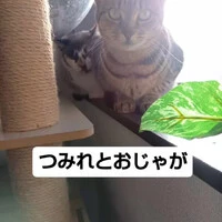 画像523