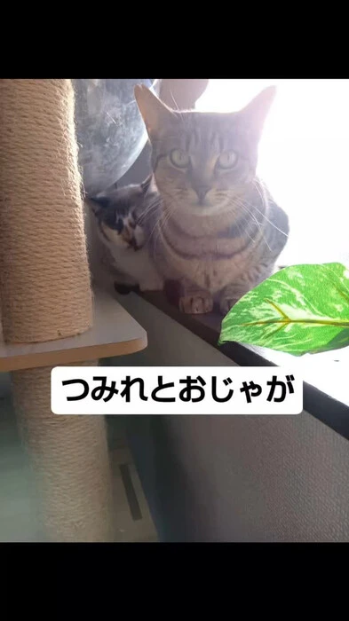 画像523