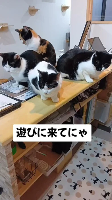 画像527