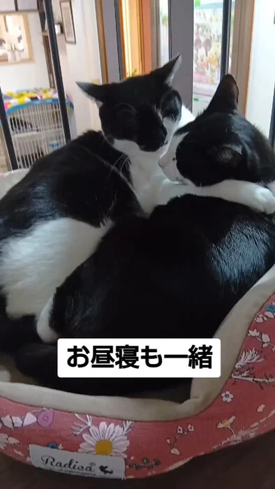 画像529