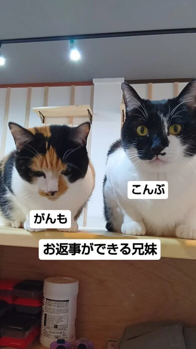画像599