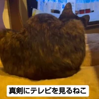 画像739