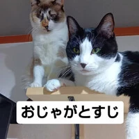 画像741