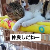 画像743