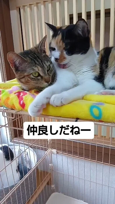 画像743