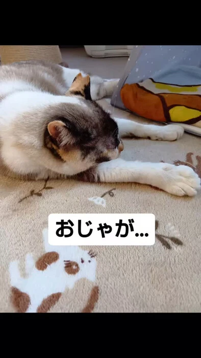 画像773