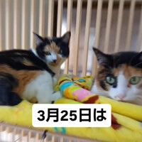 画像779