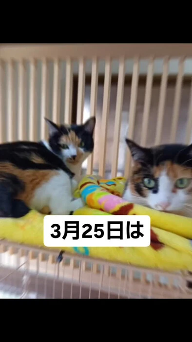 画像779