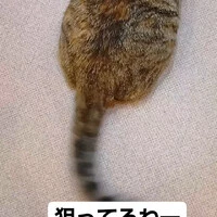 画像795